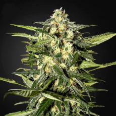 Greenhouse Seeds Jack Herer Auto