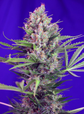 Sweet Seeds Cream Mandarine F1 Fast Version