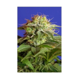 Sweed Seeds Green Poison