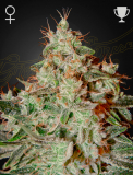 Greenhouse Seeds Lemon Skunk