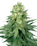 Sensi Seeds White Widow