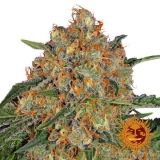 Barney's Farm Orange Sherbet