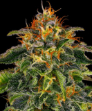 Barney's Farm Moby Dick